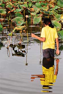 Pond Walker A student walks through a flower-covered water body