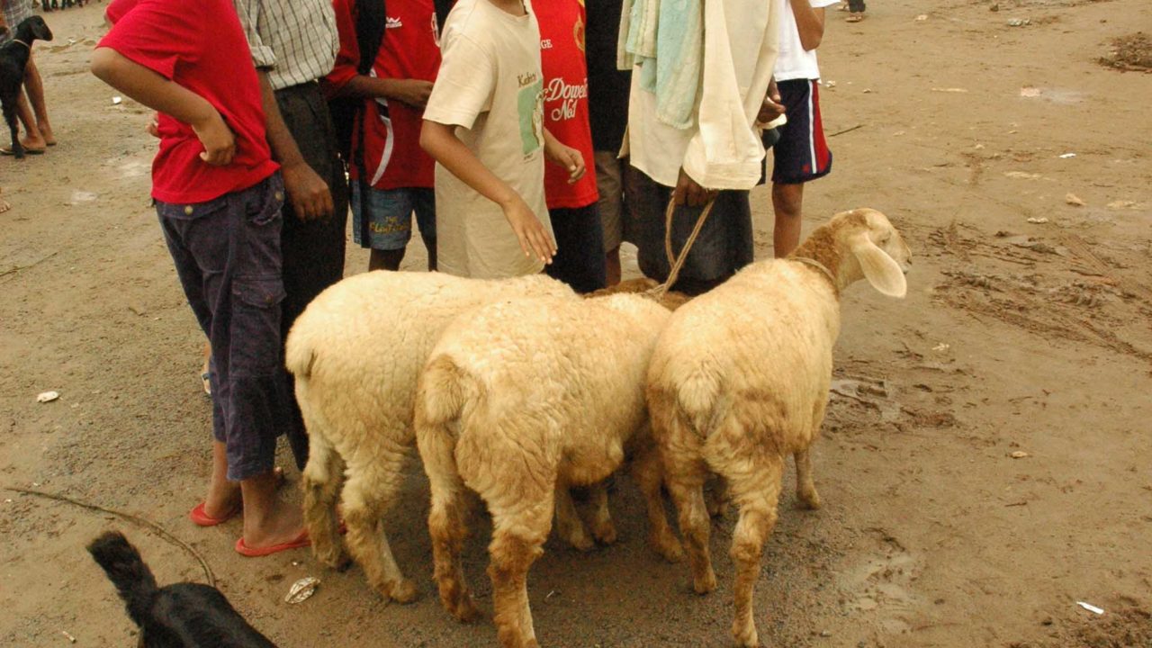 The Tamalas In The Magadi Goat Market, 2013